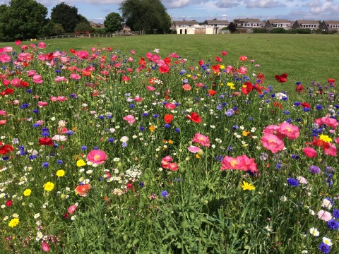 a view of the wild flowers planted in an area of King George 5th Park.
