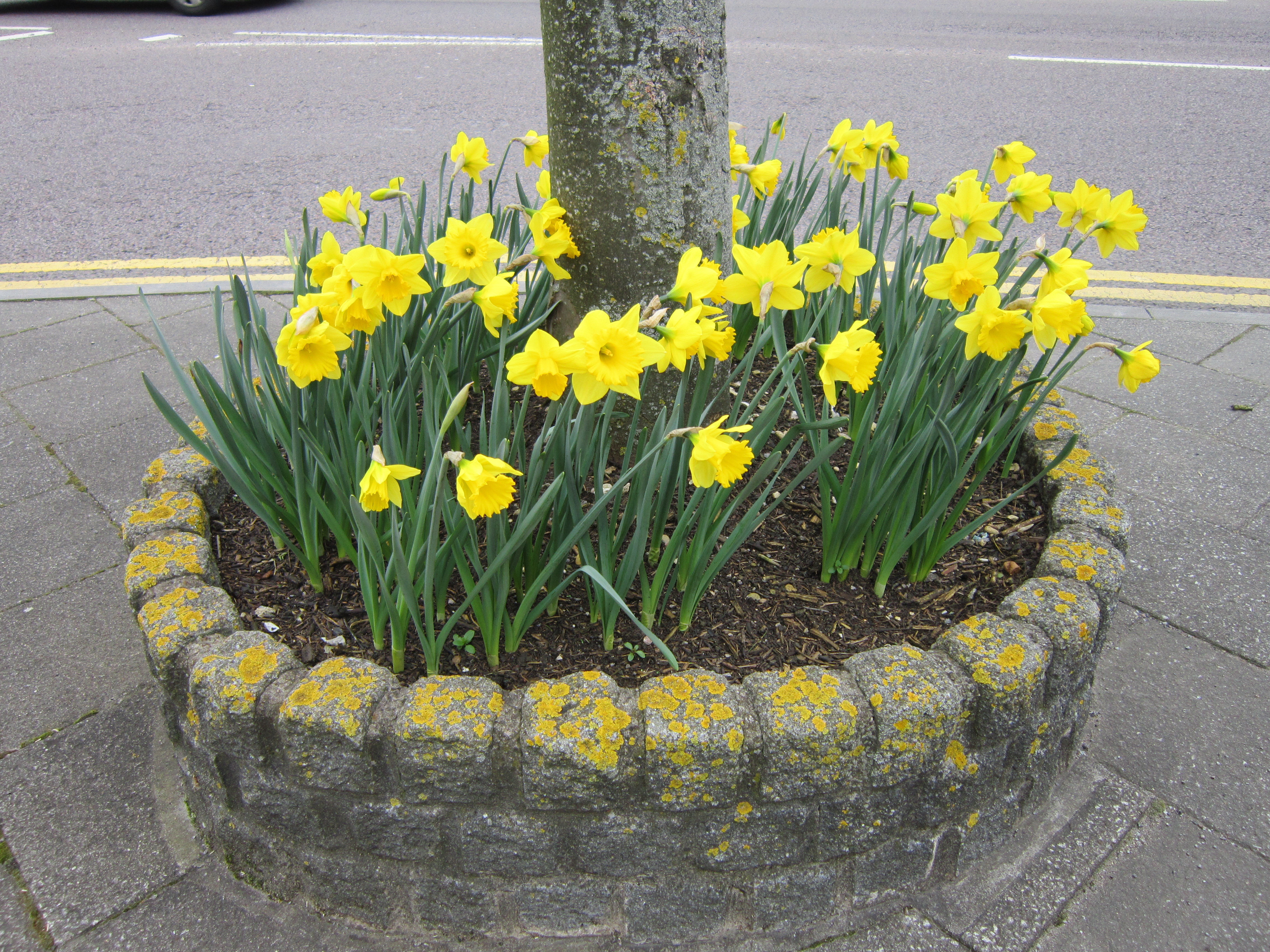 Daffodils in the permanent planter around the base of one of the trees